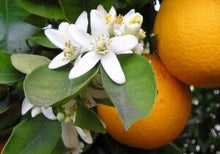 Load image into Gallery viewer, Orange Blossoms
